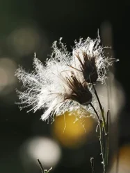 Fleur de pissenlit en graines éclairée par la lumière, symbolisant le fait de semer les graines du changement.
