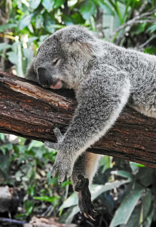 Un koala endormi sereinement sur une branche, illustrant la sécurité intérieure nécessaire pour retrouver un sommeil naturel grâce à l'hypnose à Nantes.